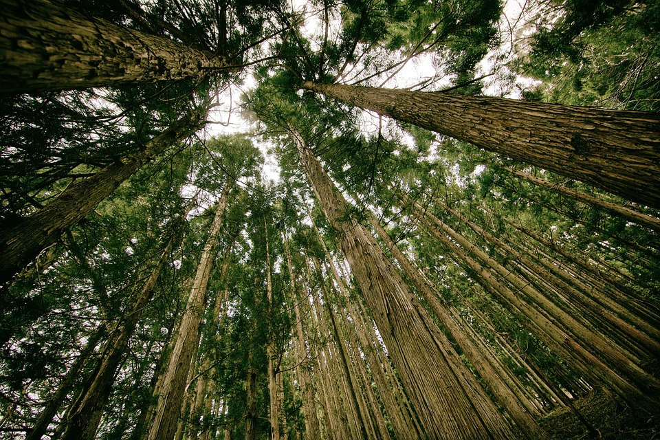 Bois écologie