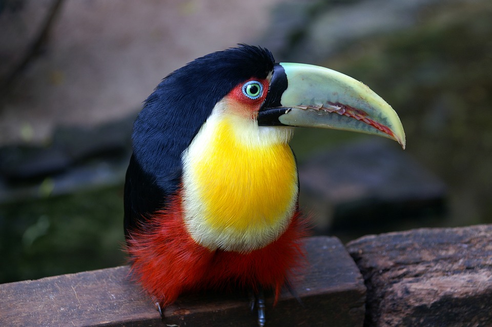 Oiseau typique du Brésil