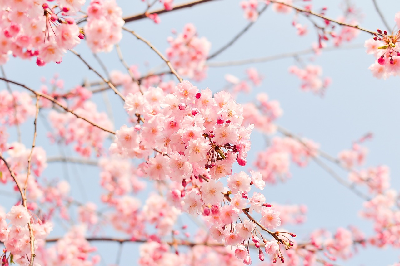 Fleurs typique du Japon