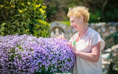 Notre tuto pour cultiver l’abélie à grandes fleurs