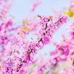 Où trouver des fleurs d'acacia ?