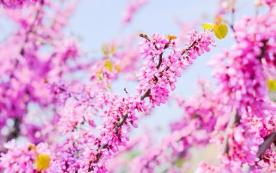 Où trouver des fleurs d’acacia ?