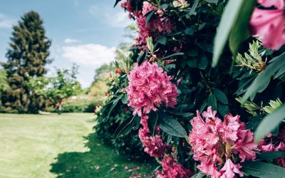 Pour quelle variété d’arbuste à fleurs allez-vous succomber ?