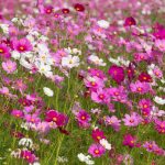 Comment cultiver et prendre soin des fleurs cosmos ?