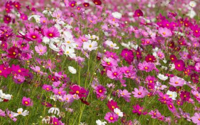 Comment cultiver et prendre soin des fleurs cosmos ?