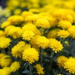 Les plus somptueuses variétés de fleurs jaunes vivaces