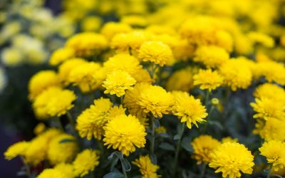 Les plus somptueuses variétés de fleurs jaunes vivaces