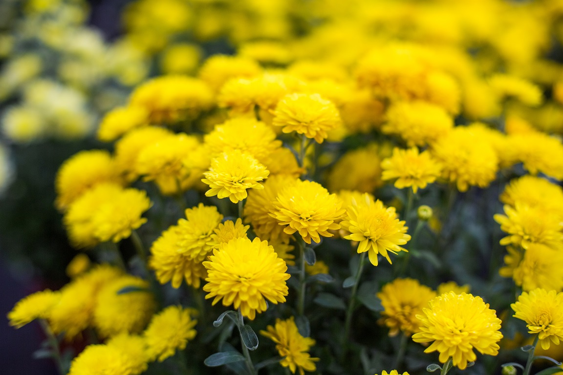 Fleur jaune : les 30 plus belles fleurs jaunes pour le jardin !