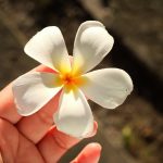 Quelles sont les fleurs tropicales les plus connues ?