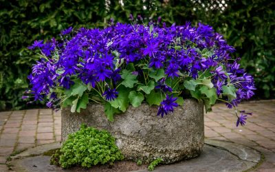 Quelles fleurs pour jardinières choisir ?