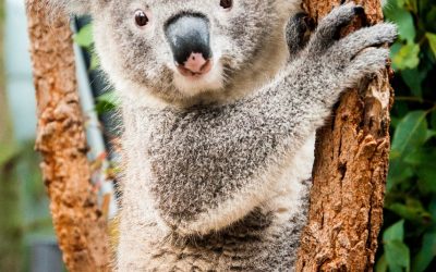 Est ce que l’apprivoisement de la faune sauvage est autorisé par la loi ?