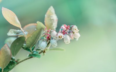 Quelles sont les diverses fleurs clochettes qui existent ?