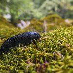 A black slug in the forest of Mount Aizkorri