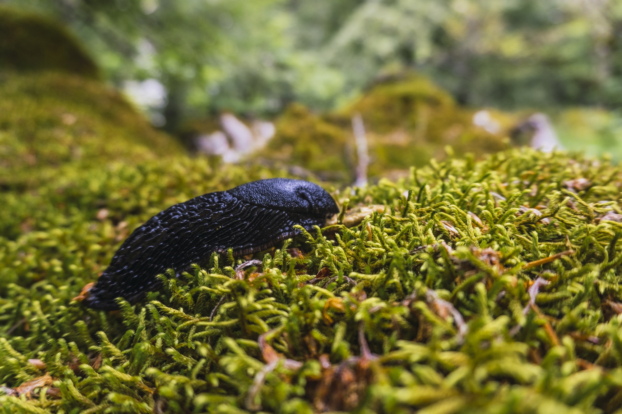 A black slug in the forest of Mount Aizkorri