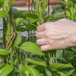 Plantes grimpantes : astuces pour embellir votre jardin
