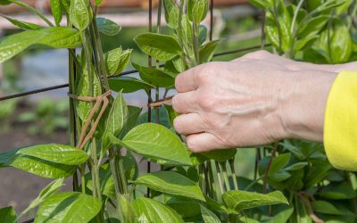Plantes grimpantes : astuces pour embellir votre jardin