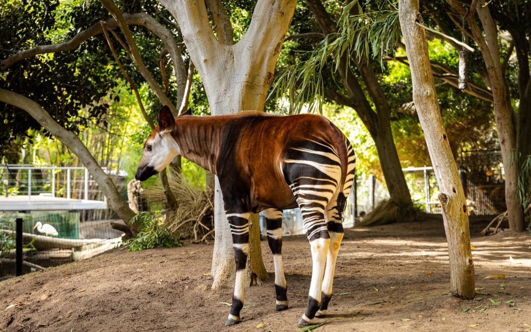 Le sanctuaire d’Okapi, un joyau de biodiversité en République Démocratique du Congo