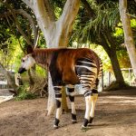 sanctuaire d'Okapi