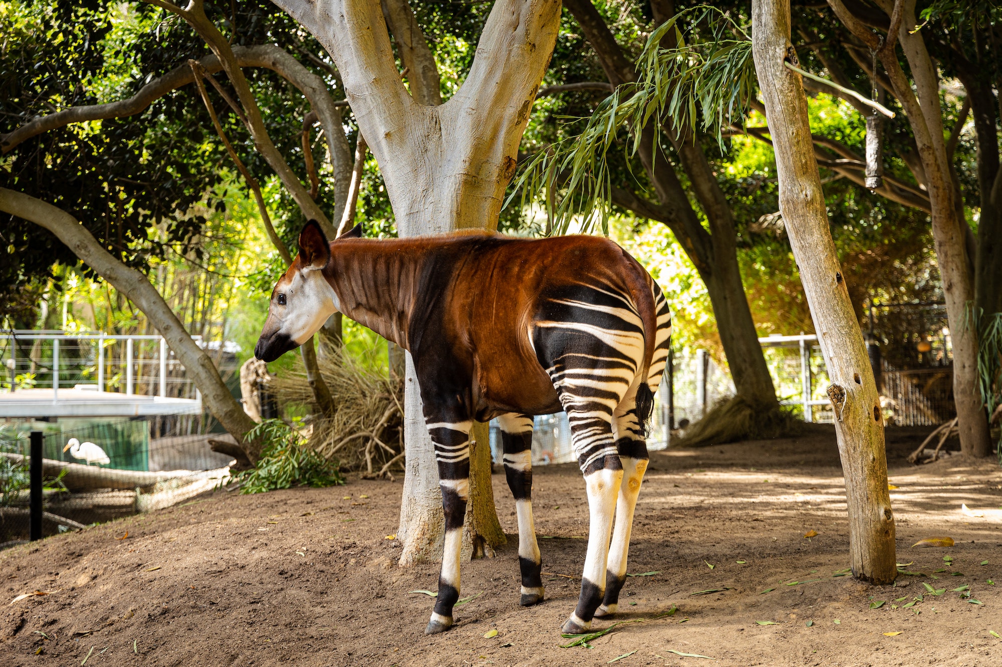 sanctuaire d'Okapi