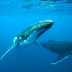 baleines à bosse à Madagascar