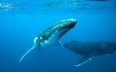 Observation des baleines à bosse à Madagascar