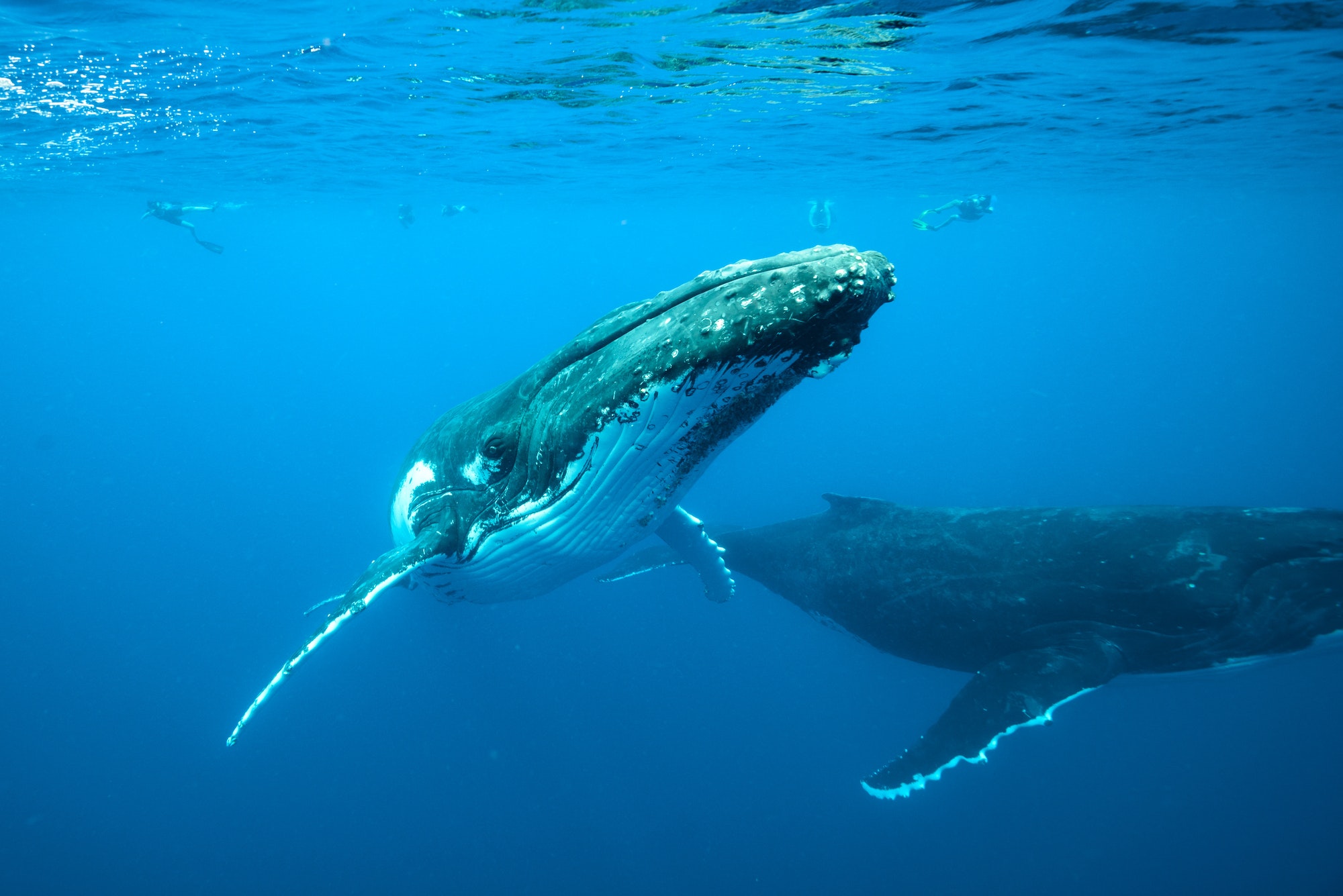 baleines à bosse à Madagascar