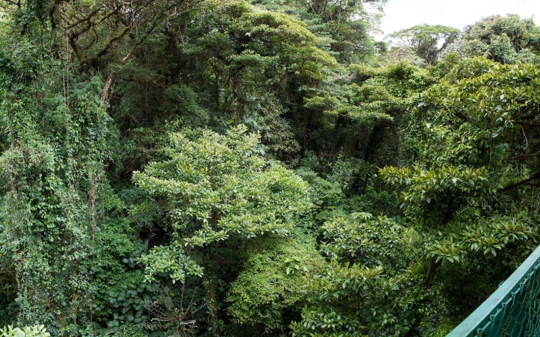 Randonnée dans la forêt pluviale du Costa Rica