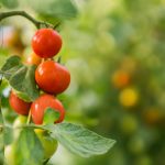Tomates : les erreurs à éviter pour une récolte abondante