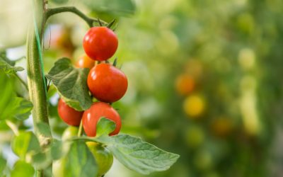 Tomates : les erreurs à éviter pour une récolte abondante