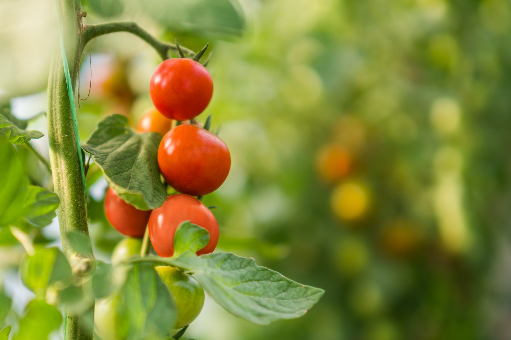 plantation de tomates