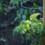 Traitement des maladies de la tomate : que faire ?