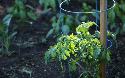 Traitement des maladies de la tomate : que faire ?