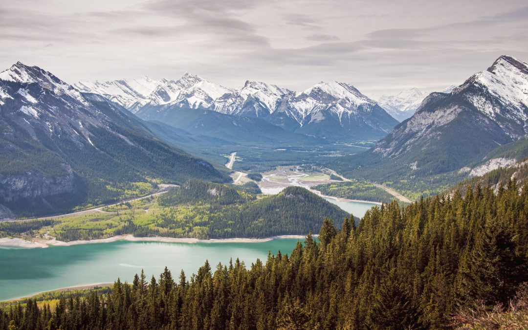 La découverte des habitats naturels des ours bruns dans la forêt de Kananaskis, au Canada