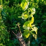 La technique de la greffe : comment améliorer votre potager ?