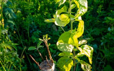 La technique de la greffe : comment améliorer votre potager ?