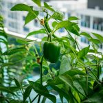 potager sur son balcon
