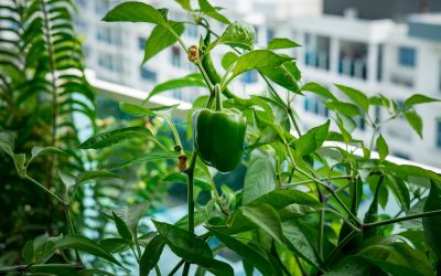 Potager sur balcon : astuces et conseils