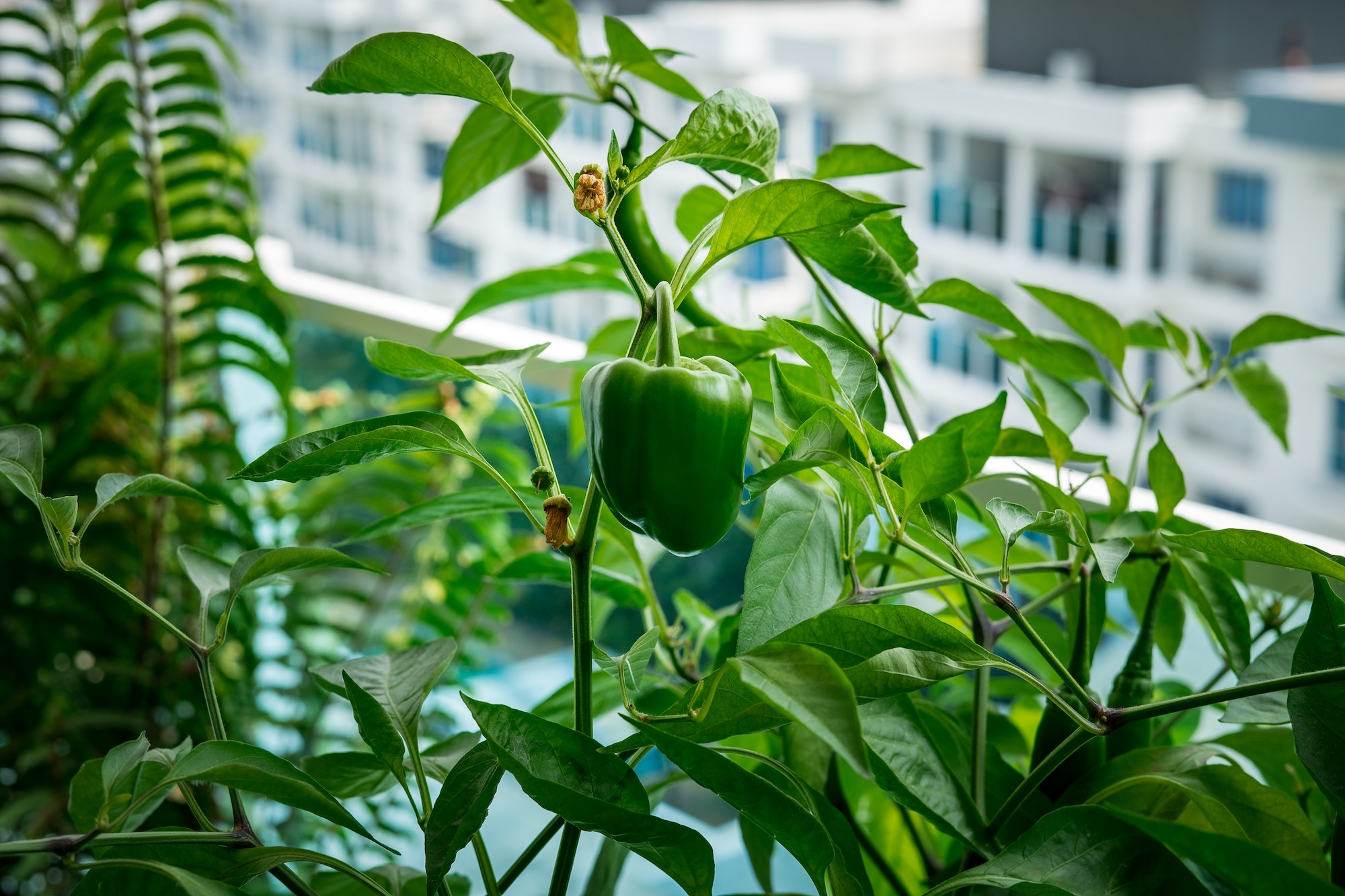 potager sur son balcon