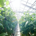 légumes à planter en fonction du climat