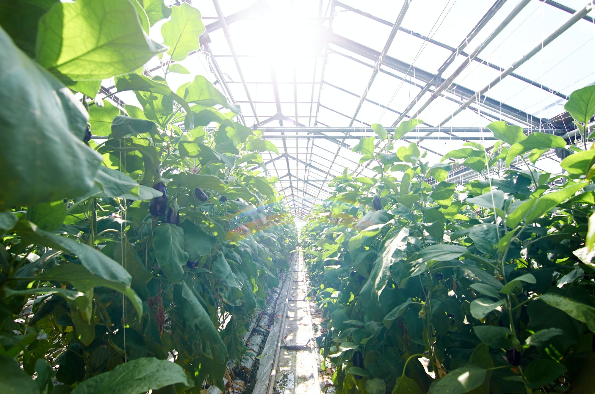 légumes à planter en fonction du climat