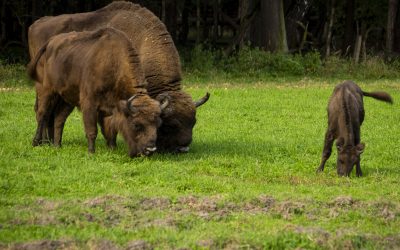 Les merveilles de la forêt primaire de Białowieża, en Pologne