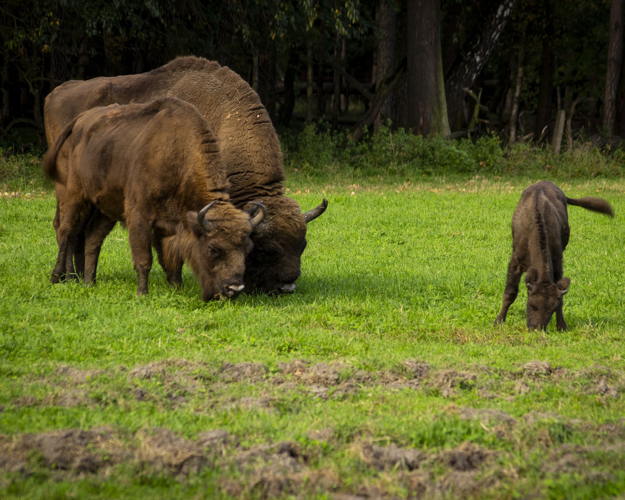 forêt de Białowieża