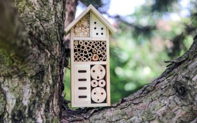 Hôtel à insectes pour attirer la biodiversité dans votre potager