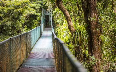 Le parc national de Monteverde, au Costa Rica : une merveille de la nature