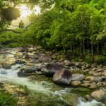 forêt tropicale de la Daintree