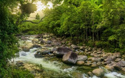 La découverte de la forêt tropicale de la Daintree en Australie