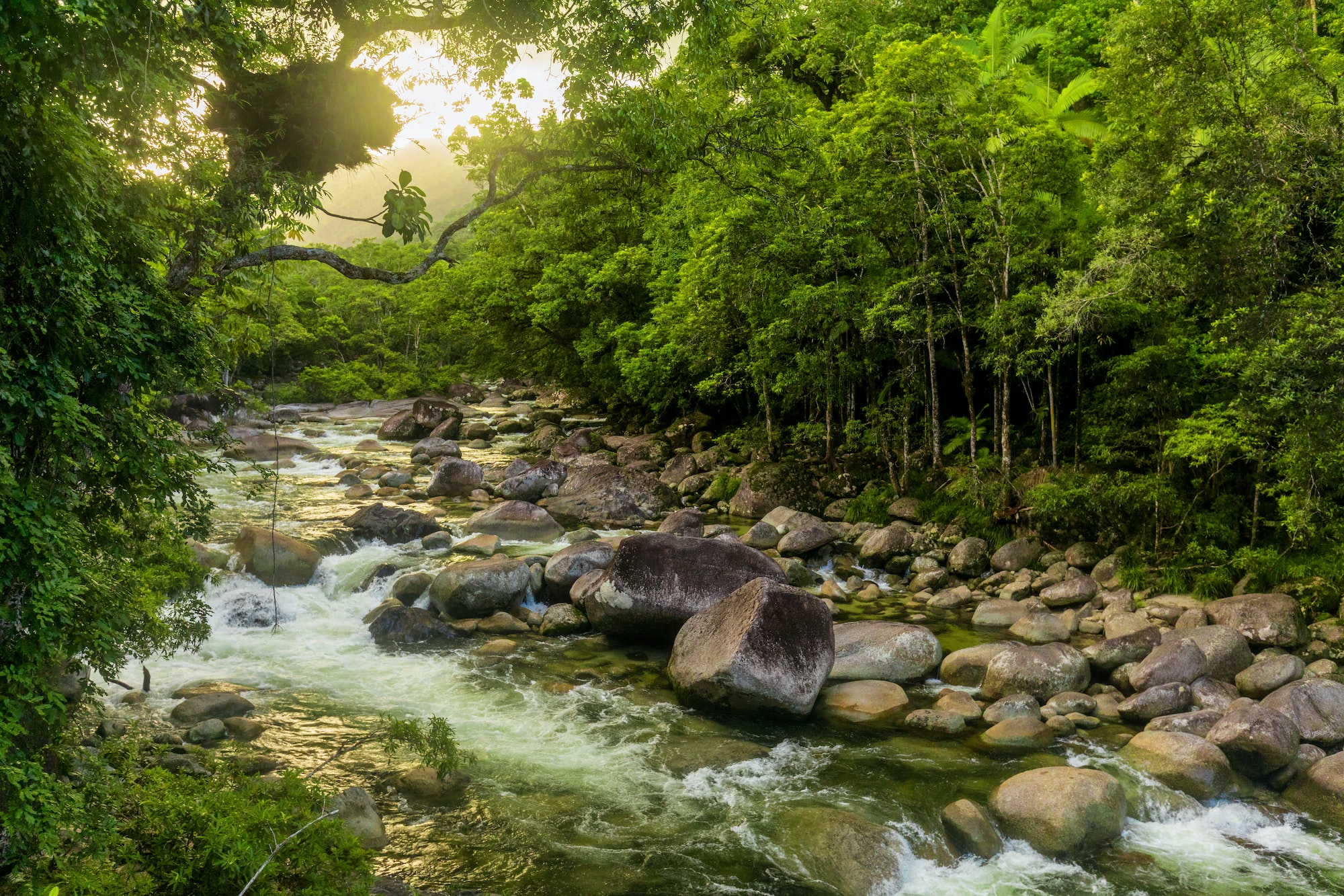 forêt tropicale de la Daintree