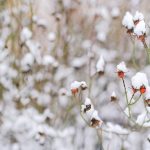 Comment préparer le jardin pour l'hiver ?