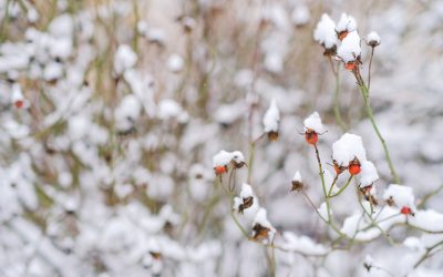 Comment préparer le jardin pour l’hiver ?