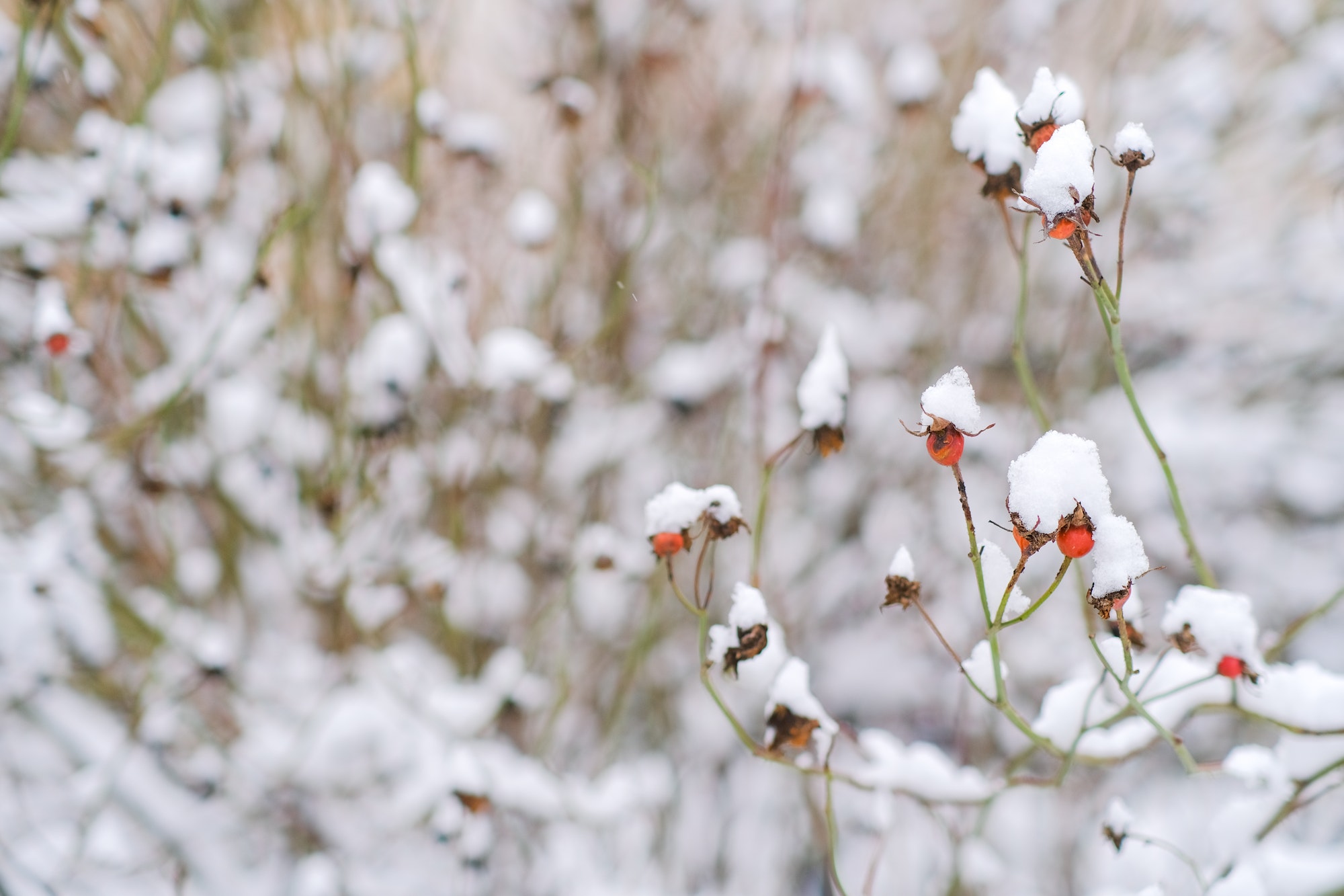 préparer le jardin pour l'hiver